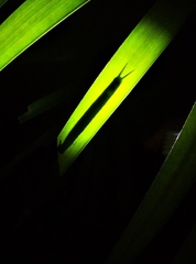 Elymnias hypermnestra