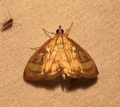 Crocidophora tuberculalis