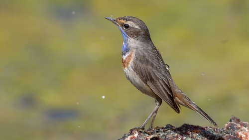 Bluethroat