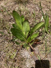 Carphephorus odoratissimus