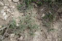 Astragalus glaucus