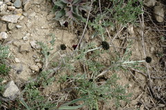 Astragalus glaucus