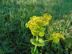 Smyrnium perfoliatum rotundifolium