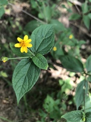 Schizoptera peduncularis