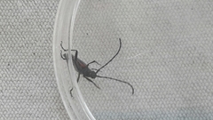 Desmocerus aureipennis