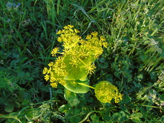 Smyrnium perfoliatum rotundifolium