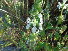 Stachys spinulosa