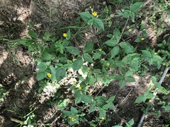 Schizoptera peduncularis