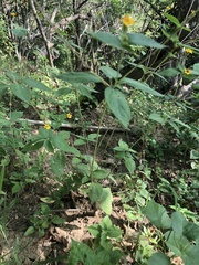 Schizoptera peduncularis