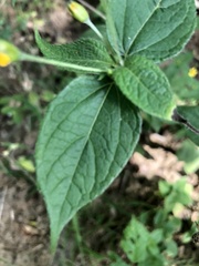 Schizoptera peduncularis