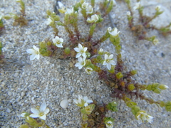 Arenaria leucadia