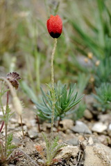 Papaver minus