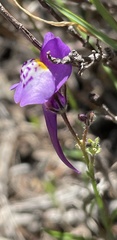 Linaria algarviana