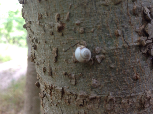 Helicina orbiculata