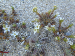 Arenaria leucadia