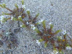 Arenaria leucadia