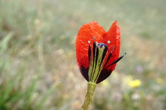 Papaver minus