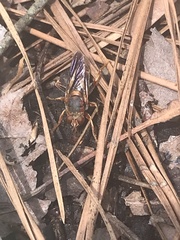 Teuchocnemis bacuntius