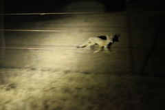 Vulpes macrotis mutica