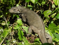 Iguana iguana
