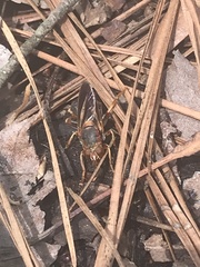 Teuchocnemis bacuntius