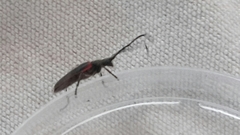 Desmocerus aureipennis