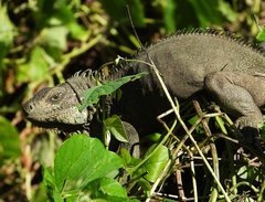 Iguana iguana