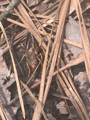 Teuchocnemis bacuntius