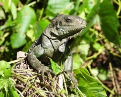 Iguana iguana