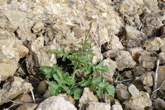 Crambe koktebelica