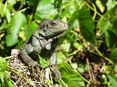 Iguana iguana
