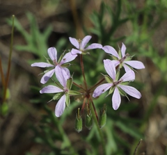 Erodium laciniatum