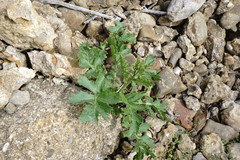 Crambe koktebelica