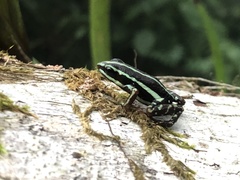 Epipedobates anthonyi