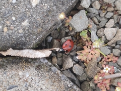 Coccinella septempunctata