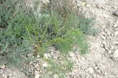 Prangos trifida