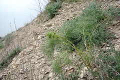 Prangos trifida