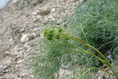 Prangos trifida
