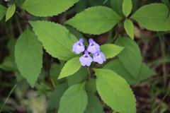 Scutellaria serrata
