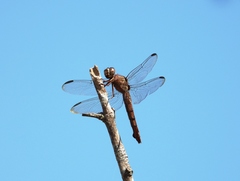 Orthemis aequilibris