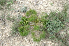 Prangos trifida
