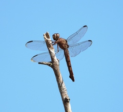 Orthemis aequilibris
