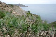Prangos trifida