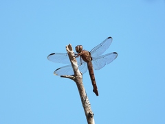 Orthemis aequilibris