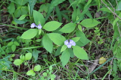 Scutellaria serrata