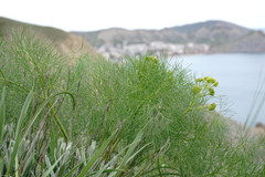 Prangos trifida