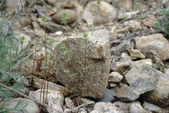 Galium verticillatum