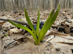 Scilla siberica