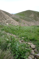 Crambe koktebelica