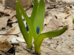 Scilla siberica